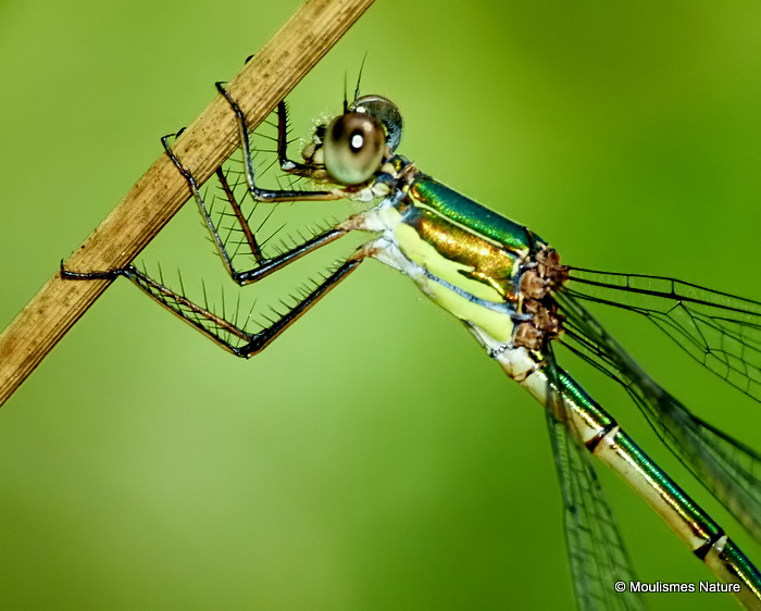 Willow Emerald (Lestes viridis) F
