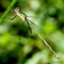 Willow Emerald (Lestes viridis) F