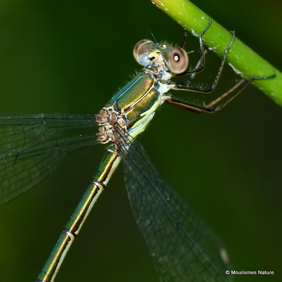 Willow Emerald (Lestes viridis) F