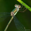 Willow Emerald (Lestes viridis) F