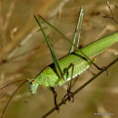 Sickle-bearing Bush-cricket (Phaneroptera falcata) F