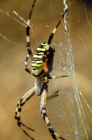 Wasp Spider (Argiope bruennichi)