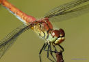 Ruddy Darter (Sympetrum sanguineum) F