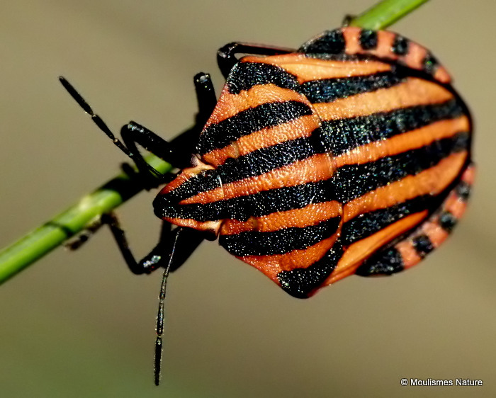 AC Milan Shieldbug (Graphosoma italicum)
