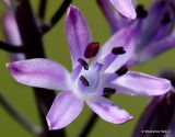 Scilla autumnalis, Autumnal Squill