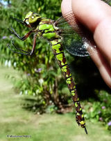 Southern Hawker (Aeshna cyanea) F