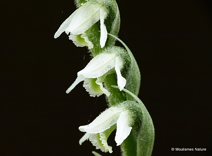 Autumn Lady's-tresses (Spiranthes spiralis), Spiranthe d'automne