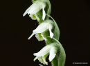 Autumn Lady's-tresses (Spiranthes spiralis), Spiranthe d'automne