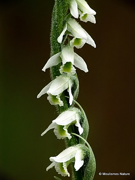 Autumn Lady's-tresses (Spiranthes spiralis)