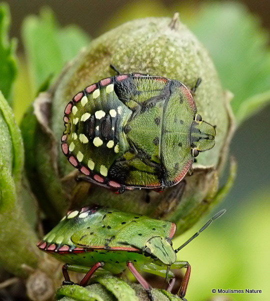 Southern Green Shieldbug (Nezara viridula)