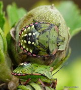 Southern Green Shieldbug (Nezara viridula)