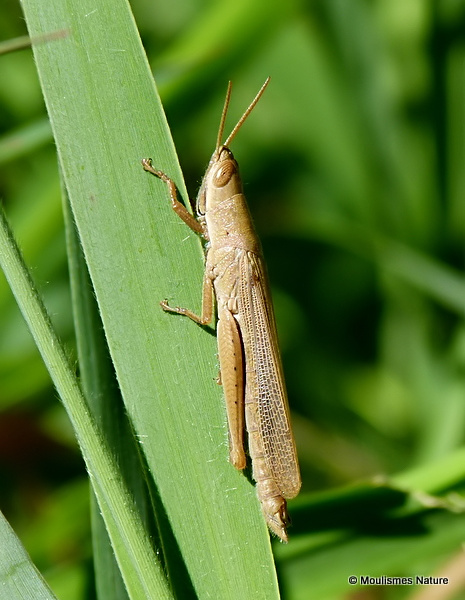 Tropidopola cylindrica cylindrica, Ullals de Baltasar