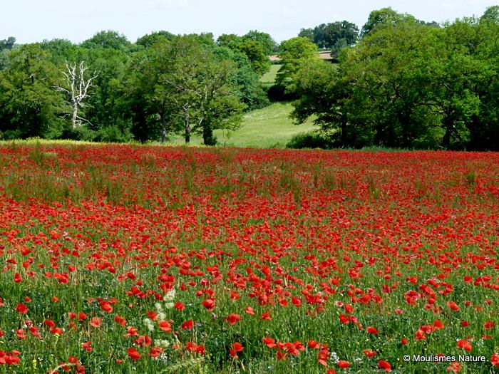 Papaver rhoeas/Papaver dubium, Common/Long-headed Poppy