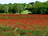 Papaver rhoeas/Papaver dubium, Common/Long-headed Poppy