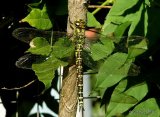 Southern Hawker (Aeshna cyanea) F