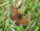 Glanville Fritillary (Melitaea cinxia)