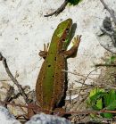 Green Lizard (Lacerta bilineata), sub-adult