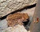 Natterjack (Bufo calamita)