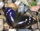 Purple Emperor (Apatura iris) M