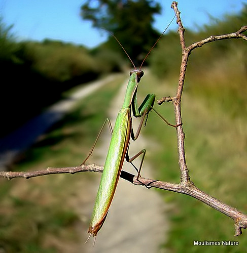 Praying Mantis (Mantis religiosa)