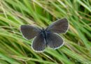 Provencal Short-tailed Blue (Everes alcetas) F