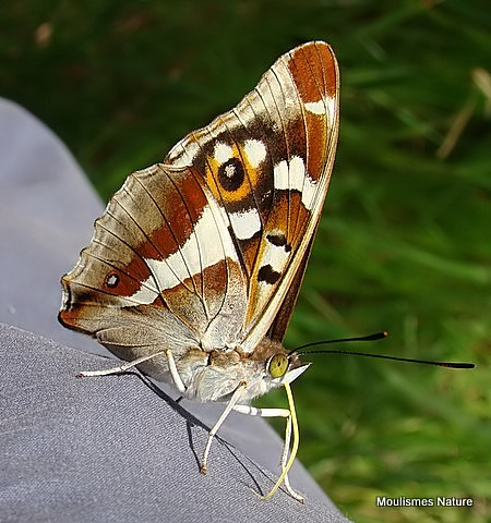Purple Emperor (Apatura iris) F