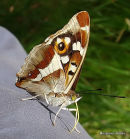 Purple Emperor (Apatura iris) F
