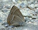 Purple Hairstreak (Neozephyrus quercus)