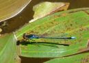 Red-eyed Damselfly (Erythromma najas) M