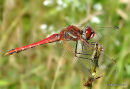 Red-veined Darter (Sympetrum fonscolombii) M, Sympetrum a nervures rouges