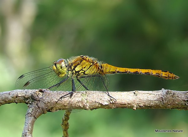 Ruddy Darter (Sympetrum sanguineum) M-Imm