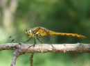 Ruddy Darter (Sympetrum sanguineum) M-Imm