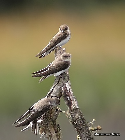 Sand Martin (Riparia riparia) juv, Hirondelle de rivage