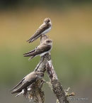 Sand Martin (Riparia riparia) juv, Hirondelle de rivage