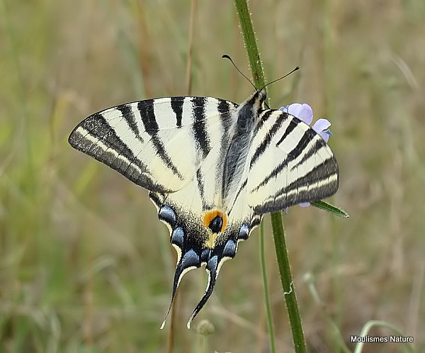 Scarce Swallowtail (Iphiclides podalirius)