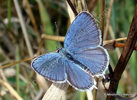 Short-tailed Blue (Everes argiades) M
