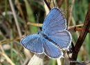 Short-tailed Blue (Everes argiades) M