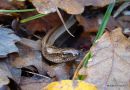 Slow Worm (Anguis fragilis) F/sub-adult