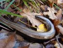 Slow Worm (Anguis fragilis) F/sub-adult