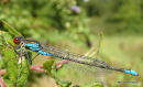 Small Red-eyed Damselfly (Erythromma viridulum) M