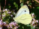 Green-veined White (Pieris napi) F