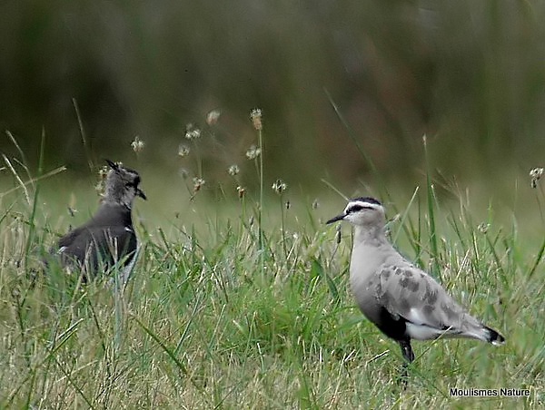 Sociable Plover (Vanellus gregarius)
