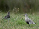 Sociable Plover (Vanellus gregarius)