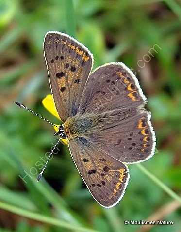 Sooty Copper (Lycaena tityrus) M