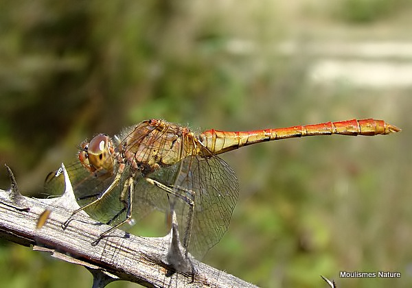 Southern Darter (Sympetrum meridionale) M-Imm