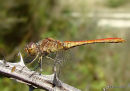 Southern Darter (Sympetrum meridionale) M-Imm