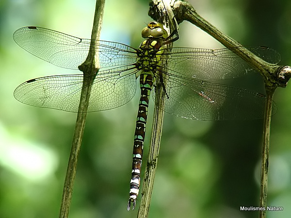 Southern Hawker (Aeshna cyanea) F