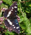 Southern White Admiral (Limenitis reducta)