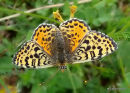 Spotted Fritillary (Melitaea didyma) F