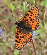 Spotted Fritillary (Melitaea didyma) M